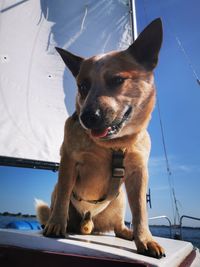 Dog looking away while sitting against sky