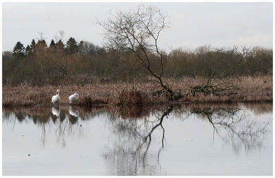 View of birds in lake
