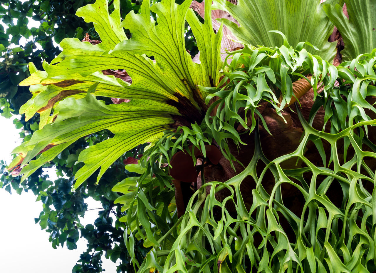 CLOSE-UP OF GREEN LEAVES ON PLANT IN BACKYARD