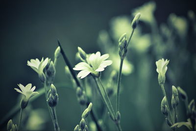 Close-up of white flowers