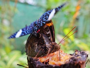 Close-up of butterfly on leaf