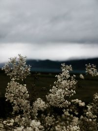 Trees against cloudy sky