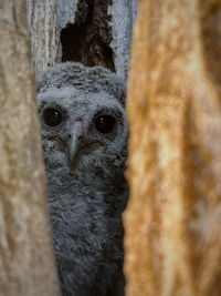 Close-up portrait of a bird