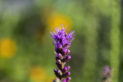 Close-up of purple flowering plant on field