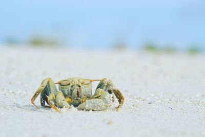 Close-up of crab on sand at beach