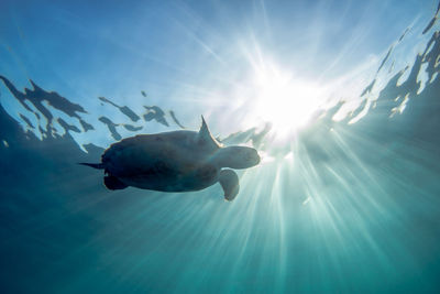 Low angle view of fish swimming in aquarium