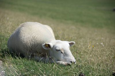 Sheep grazing in a field