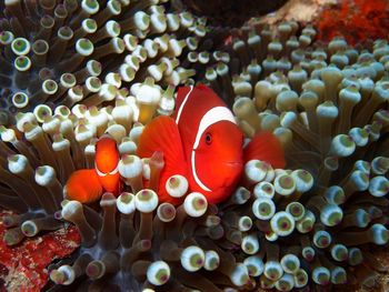 View of fish swimming in sea