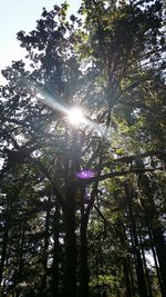 Low angle view of trees against sky