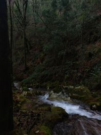 Stream flowing through rocks in forest