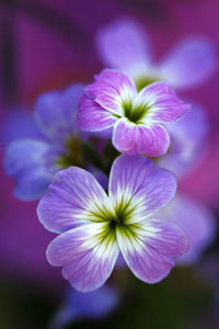 Close-up of purple flowers blooming outdoors