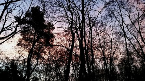 Low angle view of bare trees against sky