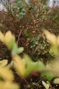 Close-up of berries on plant in field