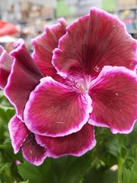 Close-up of pink flowers