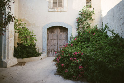 Plants growing outside building