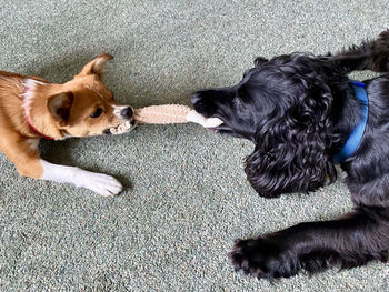 High angle view of two dogs