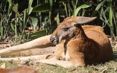 Lion relaxing on field