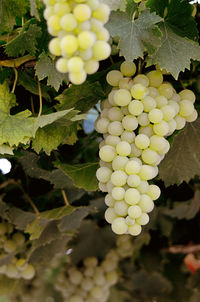 Close-up of grapes growing in vineyard