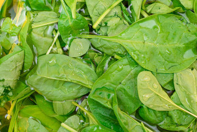 Fresh baby spinach leaves in the water - top view