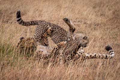 Cheetahs on grassy field in forest