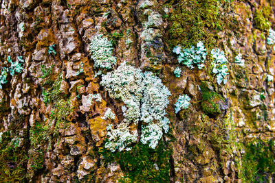 Close-up of lichen growing on tree trunk