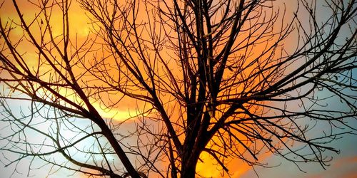 Low angle view of silhouette bare tree against orange sky