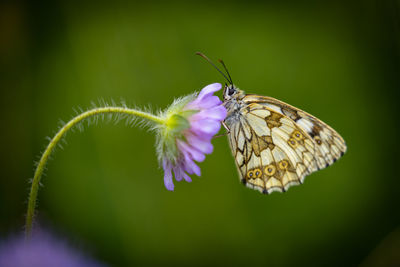 Close-up of butterfly pollinating on purple flower