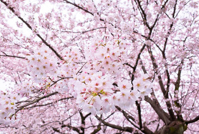 Pink cherry blossoms growing on tree