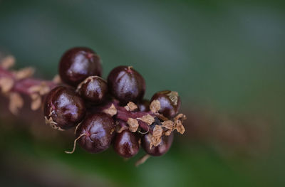 Close-up of berries growing on plant