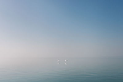 View of birds in sea against sky