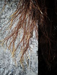 Close-up of tree trunk during winter