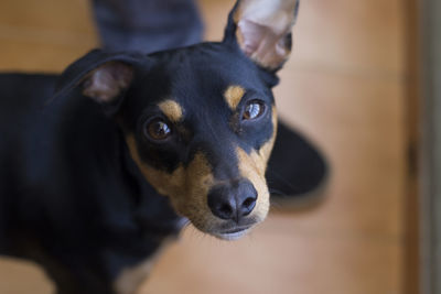 Portrait of miniature pinscher standing on floor