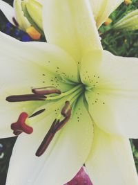 Close-up of fresh white flowering plant