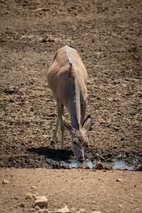 Female greater kudu drinks from muddy waterhole