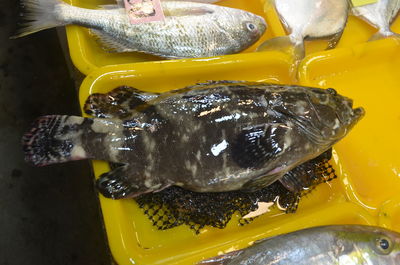 High angle view of fish for sale