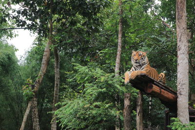 The tiger is lying on the tree and looking in the zoo.