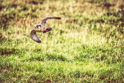 Close-up of bird flying over field