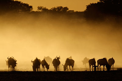 Blue wildebeest 