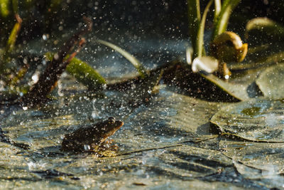 Close-up of water splashing