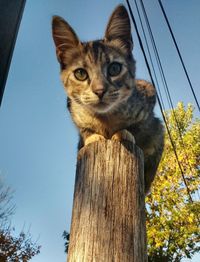 Close-up portrait of cat against sky