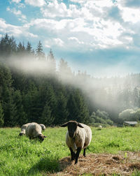 Sheeps with fog