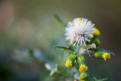 Close-up of yellow flower blooming outdoors