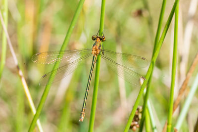 Close-up of spider on web