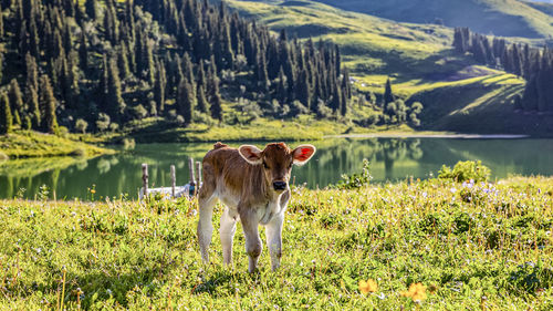 Dog in a field