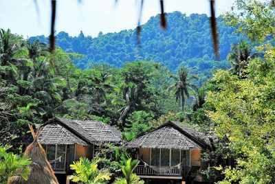 Plants and trees by building