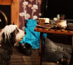 Dog relaxing on table at home