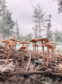 Close-up of mushroom on field during winter
