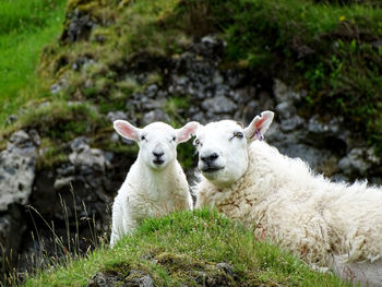 Portrait of sheep on grass