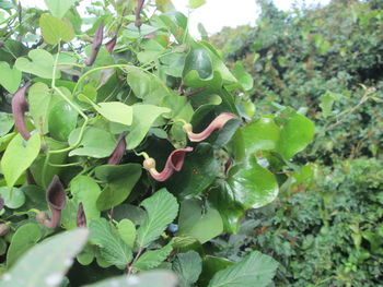 Close-up of fruits on tree