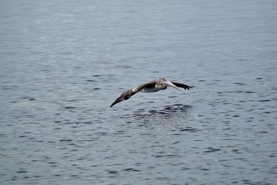 Bird flying over sea